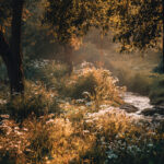 Segundo o Coração de Deus